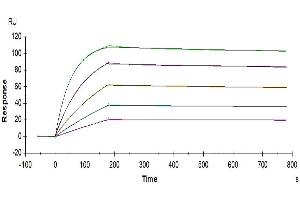 Mouse TRAIL R2, His Tag immobilized on CM5 Chip can bind Human TRAIL, No Tag with an affinity constant of 0.