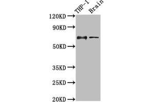 Western Blot Positive WB detected in: THP-1 whole cell lysate, Rat brain tissue All lanes: LILRB1 antibody at 3.