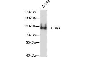 Western blot analysis of extracts of A-549 cells, using DDX31 antibody (ABIN7266695) at 1:1000 dilution. (DDX31 抗体  (AA 652-851))
