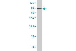 Western Blot detection against Immunogen (81.