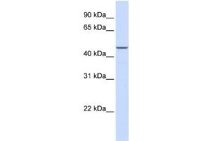 MAP2K2 antibody used at 1 ug/ml to detect target protein. (MEK2 抗体  (N-Term))