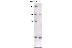 Western Blotting (WB) image for anti-Tumor Necrosis Factor alpha (TNF alpha) antibody (ABIN1846513) (TNF alpha 抗体)