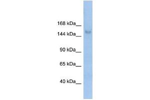WB Suggested Anti-MOV10L1 Antibody Titration:  0.