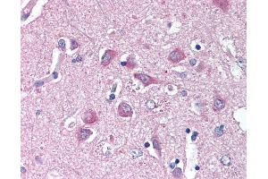 Anti-WNT9A antibody IHC of human brain, cortex.