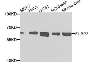 Western blot analysis of extracts of various cells, using FUBP3 antibody. (FUBP3 抗体)