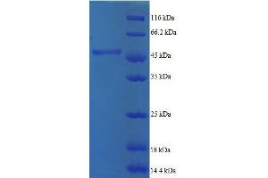SDS-PAGE (SDS) image for ADP-Ribosylation Factor 5 (ARF5) (AA 2-180), (full length) protein (GST tag) (ABIN7479166)