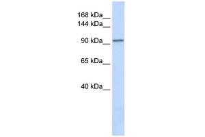 WB Suggested Anti-PAM Antibody Titration:  0. (PAM 抗体  (N-Term))
