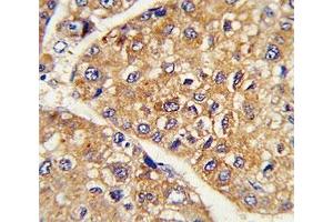 Immunohistochemistry (IHC) image for anti-Leucine Rich Repeat Containing 32 (LRRC32) (AA 234-260) antibody (ABIN3028542)