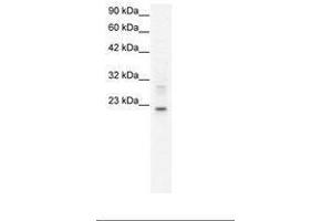 Image no. 1 for anti-Claudin 9 (CLDN9) (C-Term) antibody (ABIN202073) (Claudin 9 抗体  (C-Term))