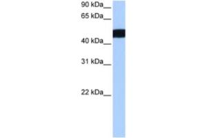 Western Blotting (WB) image for anti-Ciliary Rootlet Coiled-Coil, Rootletin Pseudogene 3 (CROCCP3) antibody (ABIN2463462) (CROCCP3 抗体)