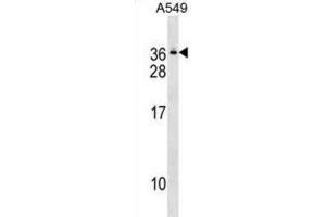 Western Blotting (WB) image for anti-Gem (Nuclear Organelle) Associated Protein 8 (GEMIN8) antibody (ABIN2999841) (GEMIN8 抗体)