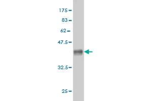 Western Blotting (WB) image for anti-ER Degradation Enhancer, Mannosidase alpha-Like 2 (EDEM2) (AA 479-578) antibody (ABIN565911)