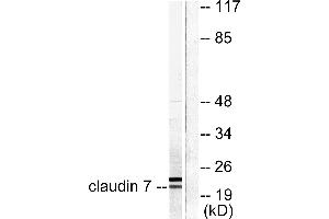 Western blot analysis of extracts from 293 cells, using Claudin 7 antibody (#C0153). (Claudin 7 抗体)