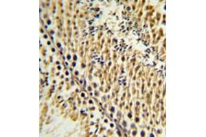 Formalin fixed and paraffin embedded testis tissue reacted with EXTL3 Antibody (N-term) followed by peroxidase conjugation of the secondary antibody and DAB staining. (EXTL3 抗体  (N-Term))