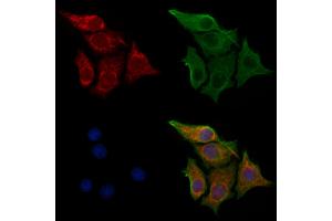ABIN7094295 and ABIN7098342 staining HepG2 cells by IF/ICC. (IDI1 抗体  (N-Term))