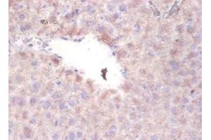 Immunohistochemistry of paraffin-embedded mouse liver tissue using ABIN7169381 at dilution of 1:100 (PON1 抗体  (AA 2-355))
