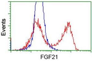 HEK293T cells transfected with either RC204538 overexpress plasmid (Red) or empty vector control plasmid (Blue) were immunostained by anti-FGF21 antibody (ABIN2454489), and then analyzed by flow cytometry. (FGF21 抗体  (AA 29-209))