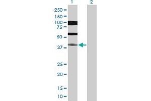 Western Blot analysis of PDX1 expression in transfected 293T cell line by PDX1 MaxPab polyclonal antibody.