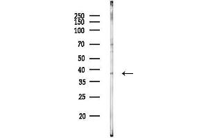 anti-Homeobox C13 (HOXC13) (C-Term) antibody