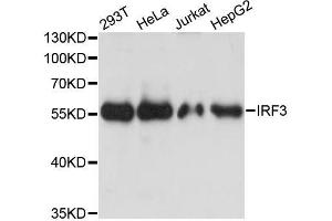 Western blot analysis of extracts of various cell lines, using IRF3 antibody (ABIN5998002) at 1:3000 dilution. (IRF3 抗体)