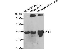 Western Blotting (WB) image for anti-WNT Inhibitory Factor 1 (WIF1) antibody (ABIN1876574) (WIF1 抗体)