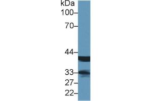 Western Blot; Sample: Rat Lymph node lysate; Primary Ab: 1µg/ml Rabbit Anti-Human LMAN2 Antibody Second Ab: 0. (LMAN2 抗体  (AA 45-322))