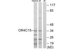 Western blot analysis of extracts from HepG2 cells and Jurkat cells, using OR4C15 antibody. (OR4C15 抗体  (C-Term))