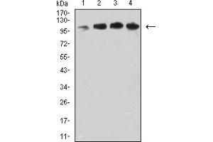 Western blot analysis using CD106 mouse mAb against COS7 (1), MCF-7 (2), HepG2 (3), and Hela (4) cell lysate. (VCAM1 抗体  (AA 25-183))