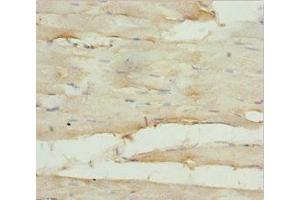 Immunohistochemistry of paraffin-embedded human skeletal muscle tissue using ABIN7154739 at dilution of 1:100 (GNA15 抗体  (AA 1-374))
