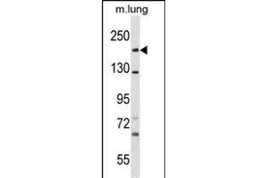 SNED1 Antibody (N-term) (ABIN1539657 and ABIN2849967) western blot analysis in mouse lung tissue lysates (35 μg/lane). (SNED1 抗体  (N-Term))