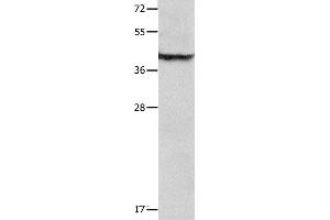 Western blot analysis of Mouse lung tissue , using SERPINB5 Polyclonal Antibody at dilution of 1:1000 (SERPINB5 抗体)