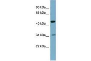 Image no. 1 for anti-Osteomodulin (OMD) (AA 143-192) antibody (ABIN6741845) (Osteomodulin 抗体  (AA 143-192))