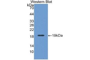 Western Blotting (WB) image for anti-Myeloperoxidase (MPO) (AA 134-263) antibody (ABIN1078378) (Myeloperoxidase 抗体  (AA 134-263))