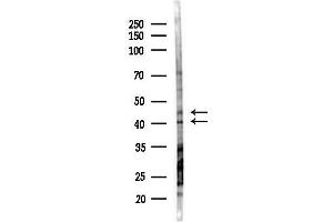 anti-Protein C Receptor, Endothelial (PROCR) (Internal Region) antibody