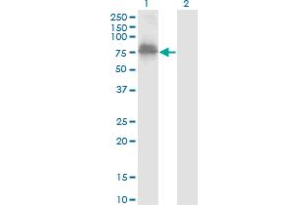 ZNF23 antibody  (AA 41-139)