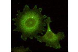 Immunofluorescence microscopy using  Monoclonal anti-HEF1 antibody (clone 14A11) shows detection of HEF1 localized at the centrosome (bright dots) and focal adhesion sites. (NEDD9 抗体  (AA 82-398))