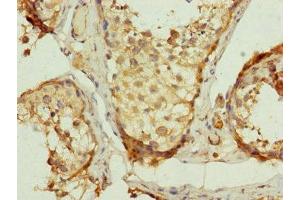 Immunohistochemistry of paraffin-embedded human testis tissue using ABIN7149107 at dilution of 1:100 (UQCRC2 抗体  (AA 224-453))