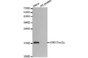 Western Blotting (WB) image for anti-Histone 3 (H3) (H3R17me) antibody (ABIN6219538) (Histone 3 抗体  (H3R17me))