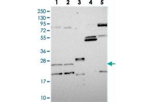 NUDT16L1 Antikörper