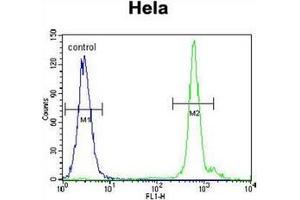 Flow cytometric analysis of Hela cells using EMG1 / C2F  Antibody  (right histogram) compared to a negative control cell (left histogram). (EMG1 抗体  (Middle Region))