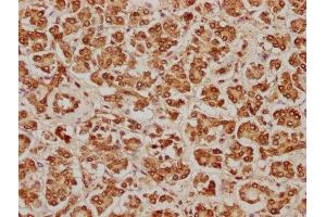 IHC image of ABIN7155415 diluted at 1:100 and staining in paraffin-embedded human pancreatic tissue performed on a Leica BondTM system. (HIST2H2BE 抗体  (AA 2-126))