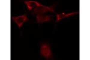 ABIN6275862 staining Hela cells by IF/ICC.