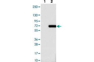 Western blot analysis of Lane 1: Negative control (vector only transfected HEK293T lysate). (Caspase Activity and Apoptosis Inhibitor 1 (CAAP1) 抗体)