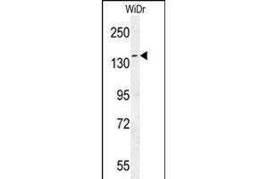 DM1- Antibody (N-term) (ABIN651631 and ABIN2840337) western blot analysis in WiDr cell line lysates (35 μg/lane). (DAAM1 抗体  (N-Term))