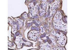 IHC analysis of Annexin-4/ANXA4 using anti-Annexin-4/ANXA4 antibody (ABIN7599265).