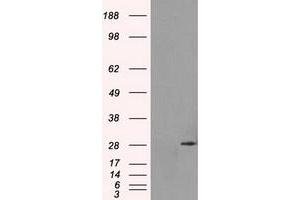Image no. 2 for anti-Replication Protein A2, 32kDa (RPA2) antibody (ABIN1500735) (RPA2 抗体)