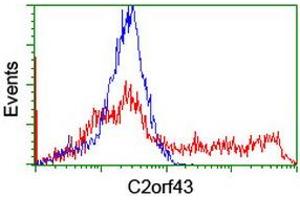 HEK293T cells transfected with either RC203367 overexpress plasmid (Red) or empty vector control plasmid (Blue) were immunostained by anti-C2orf43 antibody (ABIN2455844), and then analyzed by flow cytometry. (LDAH/C2orf43 抗体)
