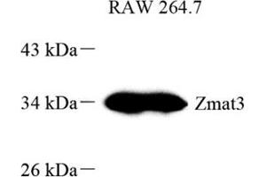 Western blot analysis of PAG608 (ABIN7076285) at dilution of 1: 800 (ZMAT3 抗体)