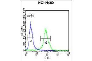 Flow cytometric analysis of NCI-H460 cells (right histogram) compared to a negative control cell (left histogram). (Gc (AA 337-365) 抗体)