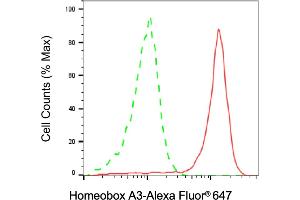 Flow cytometric analysis of Homeobox A3 expression in 293T cells using Homeobox A3 antibody (ABIN7798989), 1:2,000). (HOXA3 抗体)